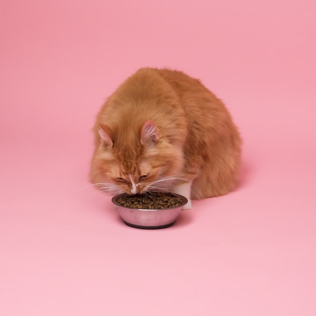 Корм для кошек